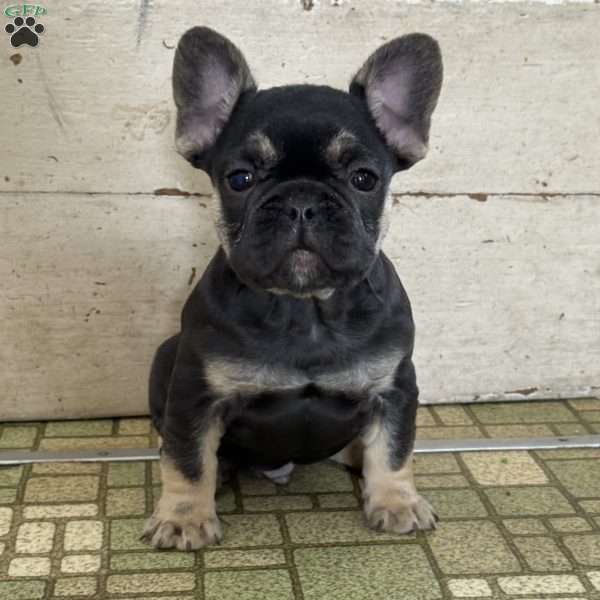 Pooch, French Bulldog Puppy