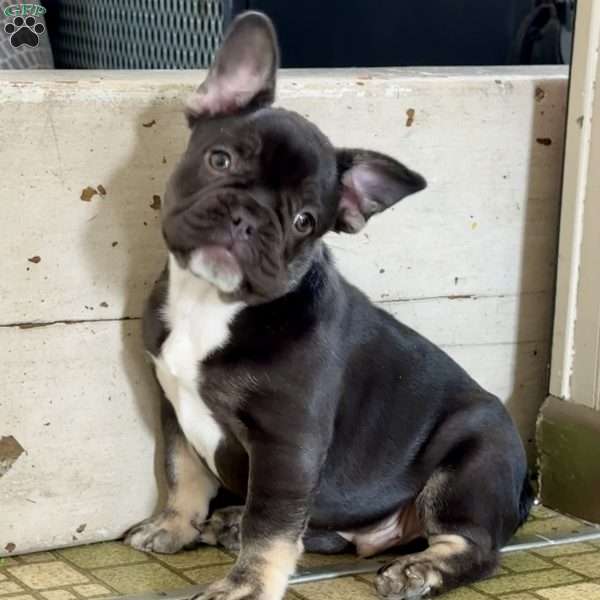 Prince, French Bulldog Puppy