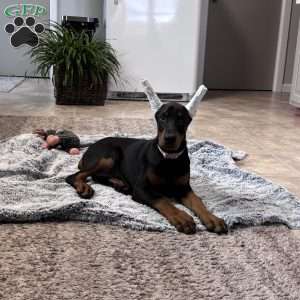 Bella, Doberman Pinscher Puppy