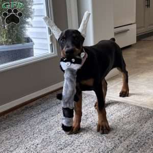Bella, Doberman Pinscher Puppy