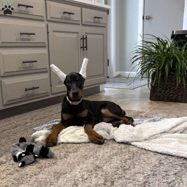 Bella, Doberman Pinscher Puppy