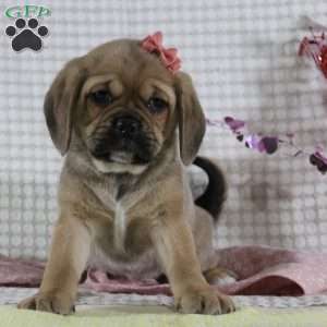 Gretchen, Puggle Puppy