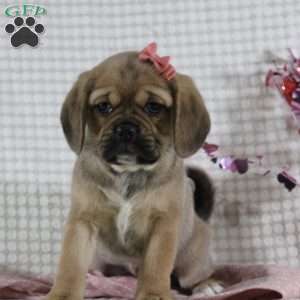Gretchen, Puggle Puppy
