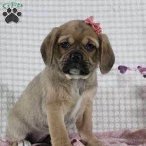 Gretchen, Puggle Puppy