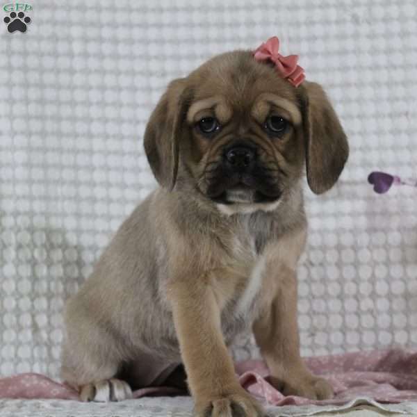 Gretchen, Puggle Puppy