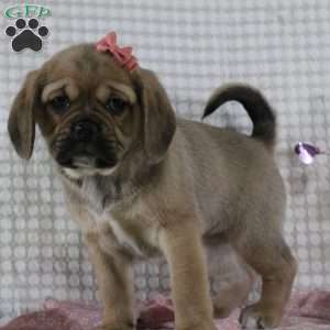 Gretchen, Puggle Puppy