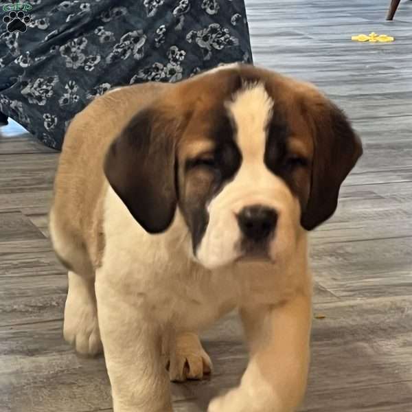 Charlie, Saint Bernard Puppy
