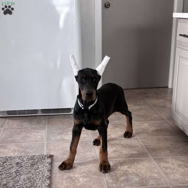 Mason, Doberman Pinscher Puppy