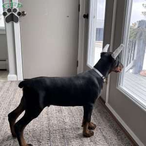 Mason, Doberman Pinscher Puppy