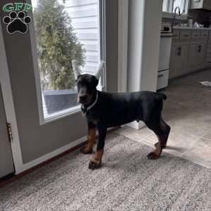 Mason, Doberman Pinscher Puppy