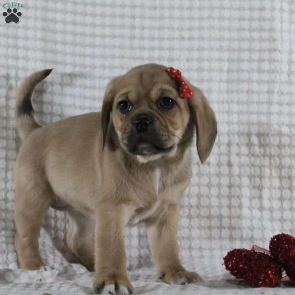Tara, Puggle Puppy