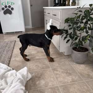 Mason, Doberman Pinscher Puppy