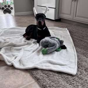 Mason, Doberman Pinscher Puppy