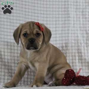 Tara, Puggle Puppy