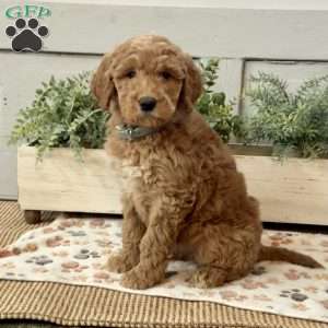 Gracie, Goldendoodle Puppy