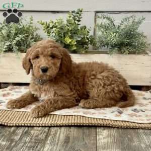 Gracie, Goldendoodle Puppy