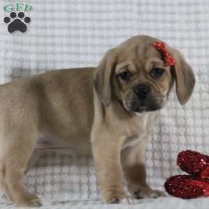 Tara, Puggle Puppy