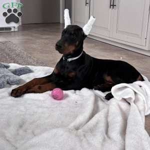 Mason, Doberman Pinscher Puppy