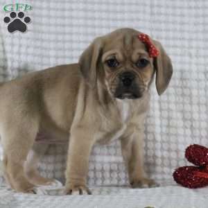 Tara, Puggle Puppy