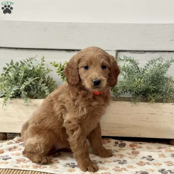 Greta, Goldendoodle Puppy