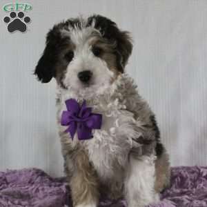 Odie, Mini Aussiedoodle Puppy