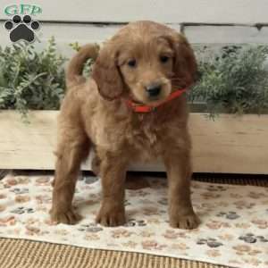 Greta, Goldendoodle Puppy