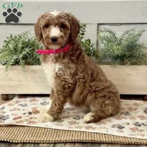 Goldie, Goldendoodle Puppy