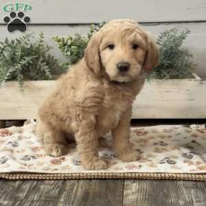 Gunner, Goldendoodle Puppy