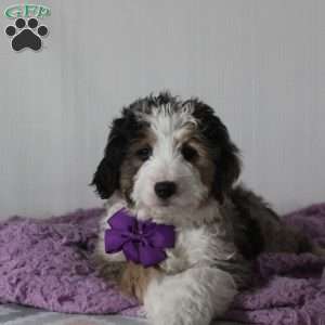 Odie, Mini Aussiedoodle Puppy