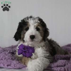 Odie, Mini Aussiedoodle Puppy