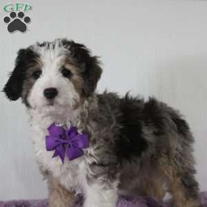 Odie, Mini Aussiedoodle Puppy