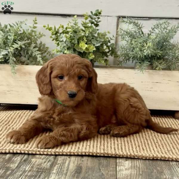 Gonzo, Goldendoodle Puppy