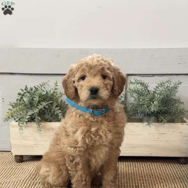 Ginger, Goldendoodle Puppy