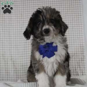 Cooper, Mini Aussiedoodle Puppy