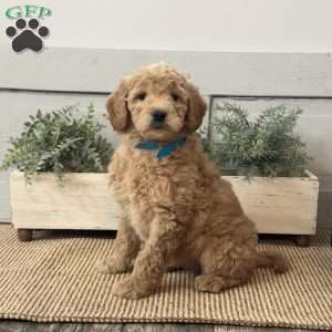 Ginger, Goldendoodle Puppy