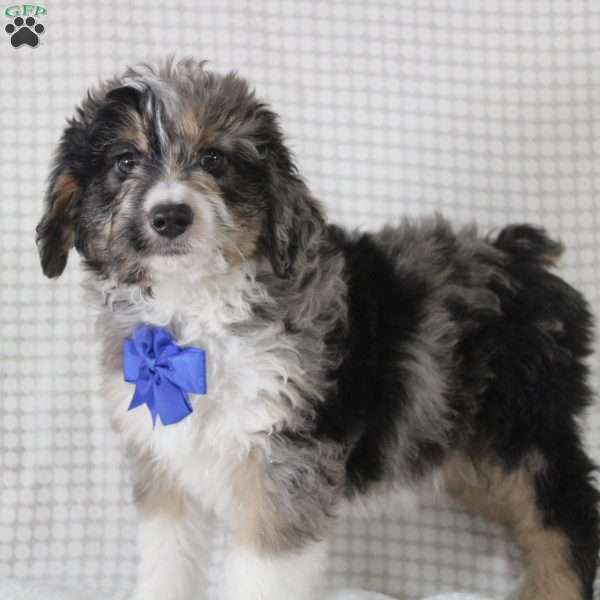 Cooper, Mini Aussiedoodle Puppy