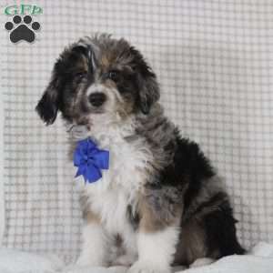 Cooper, Mini Aussiedoodle Puppy