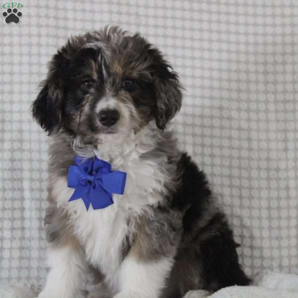 Cooper, Mini Aussiedoodle Puppy