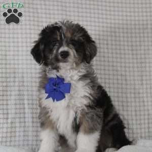 Cooper, Mini Aussiedoodle Puppy