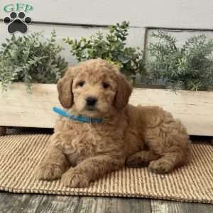 Ginger, Goldendoodle Puppy