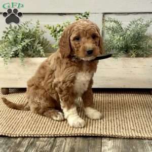 Gloria, Goldendoodle Puppy