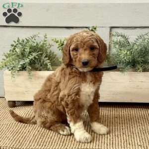 Gloria, Goldendoodle Puppy