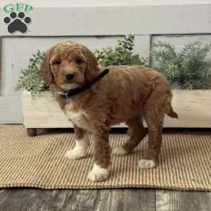 Gloria, Goldendoodle Puppy