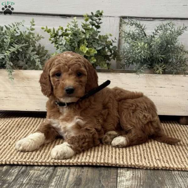 Gloria, Goldendoodle Puppy