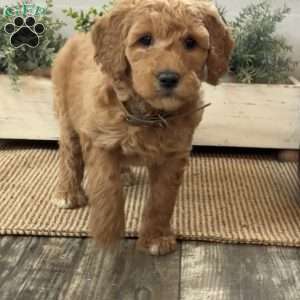 Gina, Goldendoodle Puppy