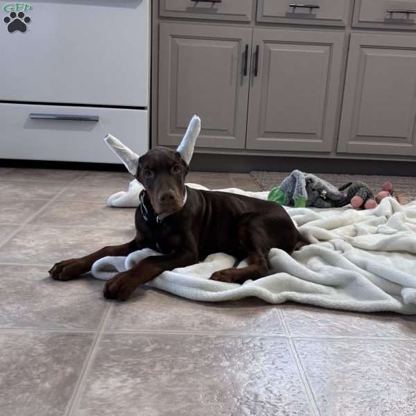 Champ, Doberman Pinscher Puppy