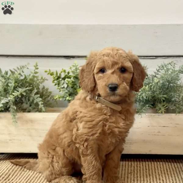 Gina, Goldendoodle Puppy