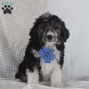 Omar, Mini Aussiedoodle Puppy