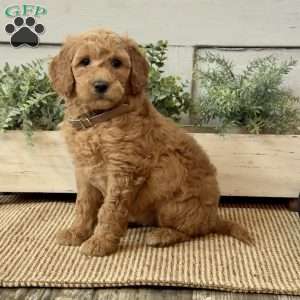 Gina, Goldendoodle Puppy