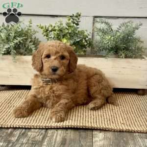 Gina, Goldendoodle Puppy